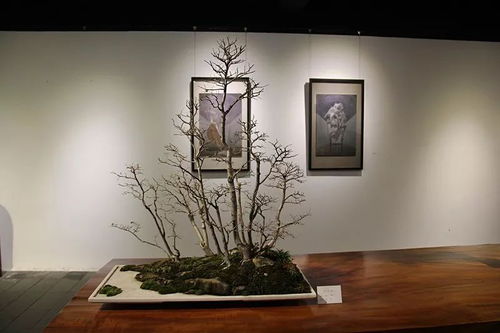 剪刀·石头·布 盆景、赏石与水墨小品陈设展现场剪影